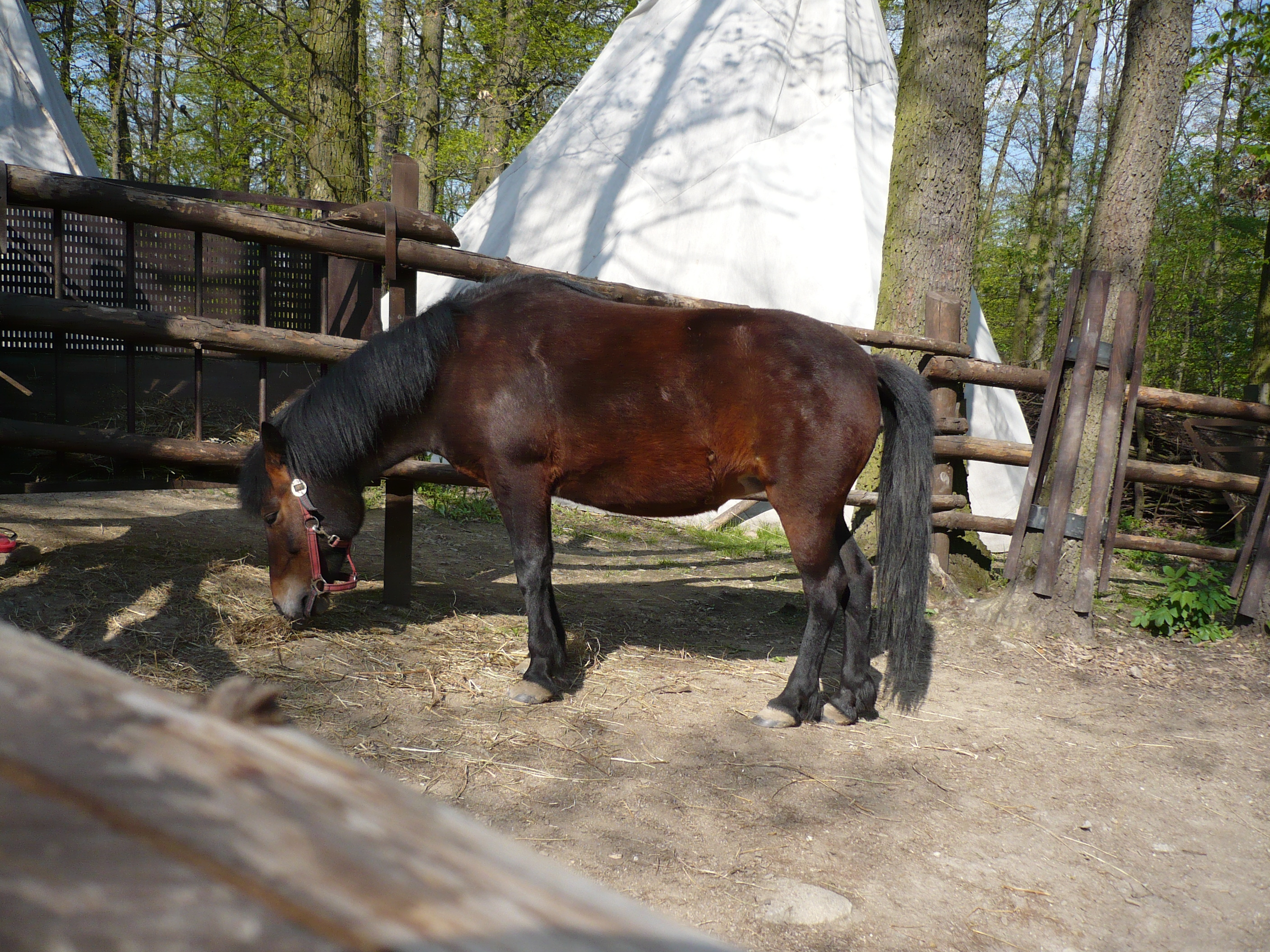 P1000223.JPG